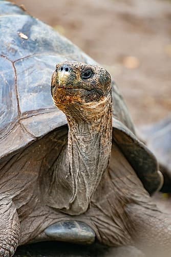 Galapagos tortoise peeks out from beneath its shell. Animaux reproduction